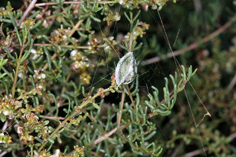 Argiope_trifasciata_D3248_Z_85_Valle Gran Rey_Spanje.jpg